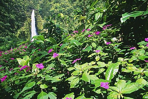 夏威夷,夏威夷大岛,阿卡卡瀑布,茂密,绿色植物,凤仙花属植物,前景