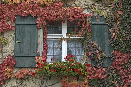 墙壁,繁茂,常春藤,德国
