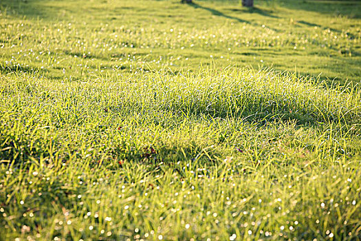 阳光下的草坪