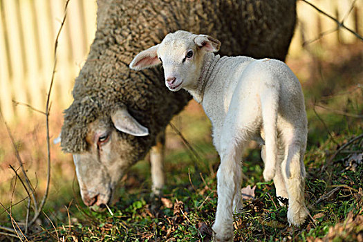 母羊,绵羊,羊羔,牧场,春天,普拉蒂纳特,巴伐利亚,德国