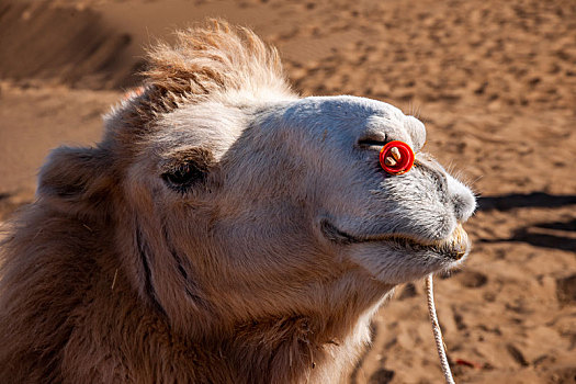 新疆鄯善库木塔格沙漠风景区的骆驼头部
