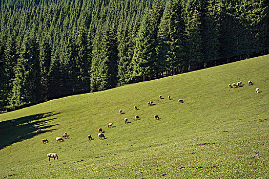 天山草原悠闲的羊群