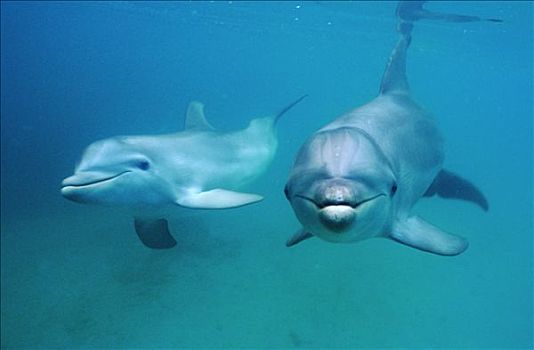 海豚,宽吻海豚,海湾群岛,加勒比海,洪都拉斯