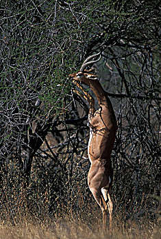 非洲,肯尼亚,萨布鲁国家公园,成年,雄性,非洲瞪羚,瞪羚,站立,喂食,刺槐