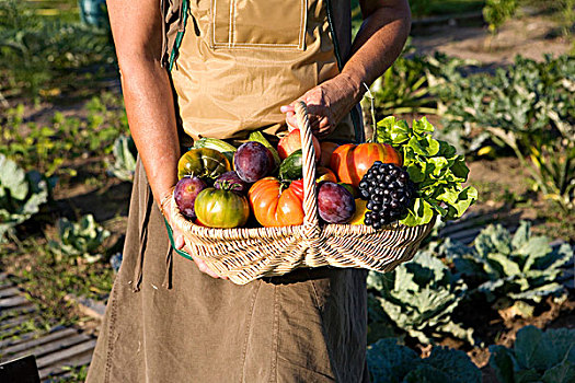 手,拿着,篮子,新鲜,果蔬,花园