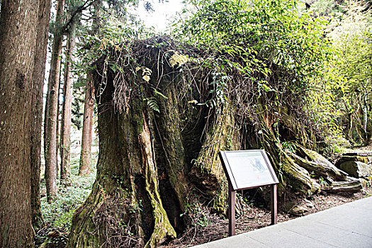 阿里山