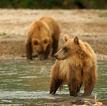 棕熊,水中,湖,堪察加半岛,俄罗斯,欧洲