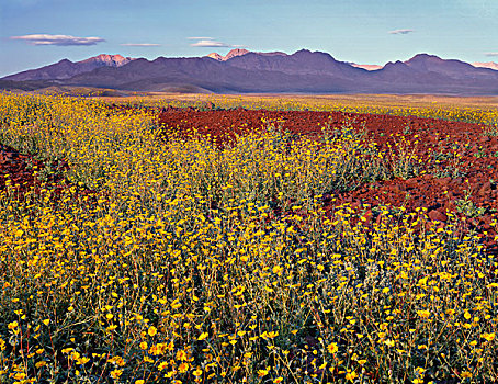美国,加利福尼亚,死亡谷国家公园,荒芜,向日葵,花,分开,山脉,远景,大幅,尺寸