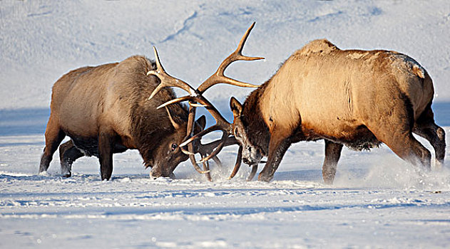俘获,争执,季节,阿拉斯加野生动物保护中心,阿拉斯加,冬天