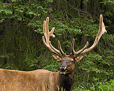 雄性,麋鹿,弓形谷,大路,班芙国家公园,艾伯塔省,加拿大