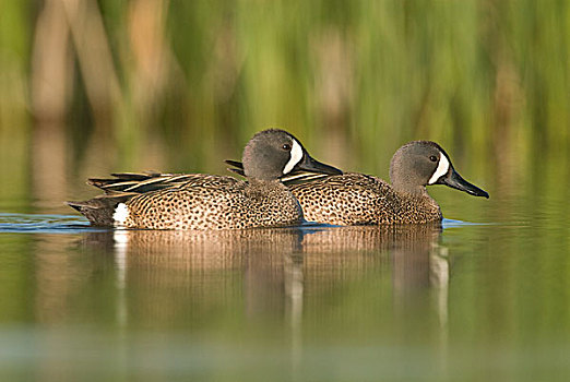 蓝翅鸭,鸭属,国家野生动植物保护区,北达科他