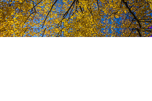 彩色,酸橙树,叶子,太阳,秋天,弗兰克尼亚,巴伐利亚,德国