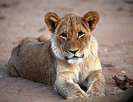 纳米比亚,幼狮,狮子