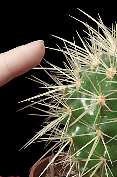 绿色,仙人掌,手指,接触