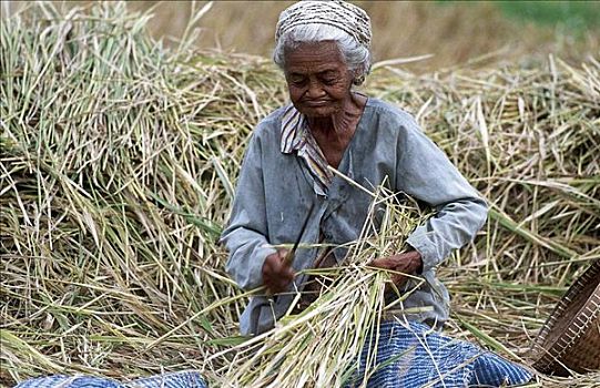 女人,农民,工作,稻米,丰收,冰原,种稻,农业,巴厘岛,印度尼西亚,亚洲