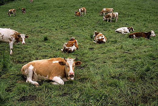 瑞士,山谷,母牛,草场
