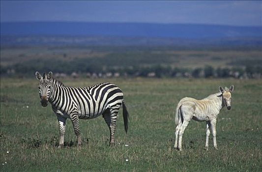 斑马,马,地点,马赛马拉国家保护区,肯尼亚,非洲