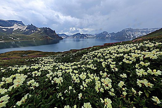 长白山高山杜鹃