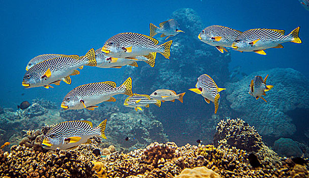 鱼群,珊瑚鱼,高处,珊瑚礁,龙目岛,印度尼西亚