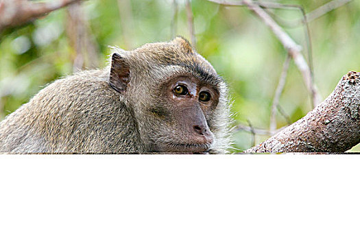 长尾,短尾猿,食蟹猴,檀中埠廷国立公园,印度尼西亚
