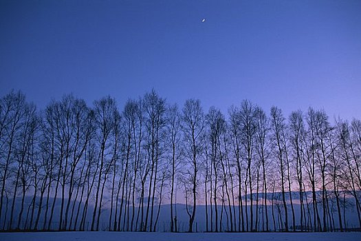 小树林,晚间,风景