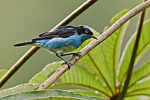 栖息,枝条,靠近,国家公园,东南部,厄瓜多尔