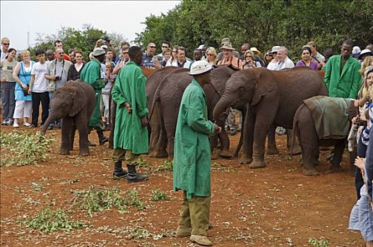 肯尼亚,内罗毕,游客,看,孤儿动物,大象,享受,泥,沐浴,警惕,眼,非洲