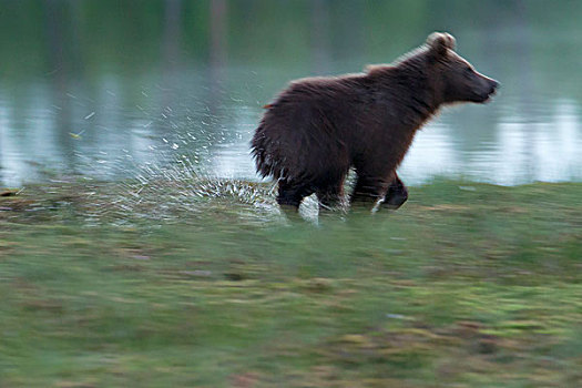 棕熊,跑,水,北方,卡瑞里亚,芬兰,欧洲