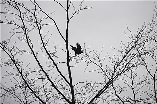 乌鸦,飞起,冬天,树