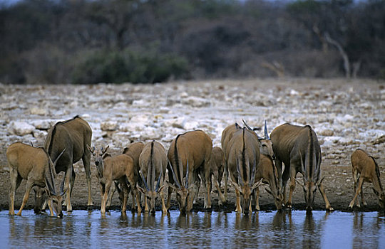 纳米比亚,埃托沙国家公园,大羚羊,牧群,水潭