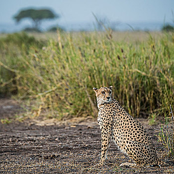 东非,肯尼亚,安伯塞利国家公园,印度豹