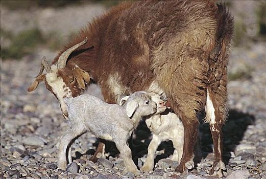 山羊,喝,羊羔,小动物,哺乳动物,门多萨,阿根廷,南美,牲畜,农事,动物