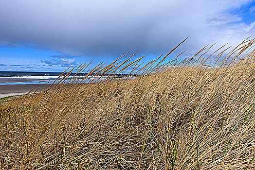 风,草,海洋,特写,照片,风吹,白天,海岸,靠近,海边,俄勒冈