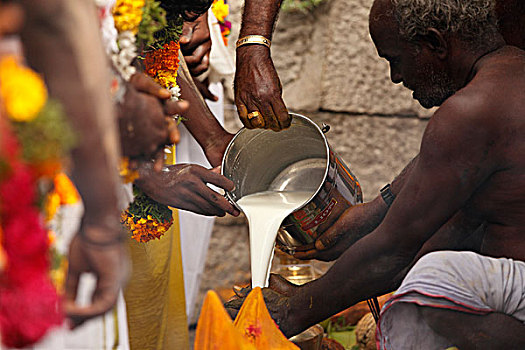 牛奶,给,大宝森节,节日,泰米尔纳德邦,印度南部,印度,亚洲