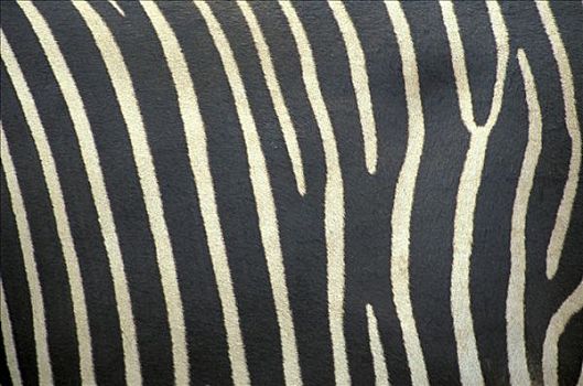 细纹斑马,皮肤,肯尼亚,非洲