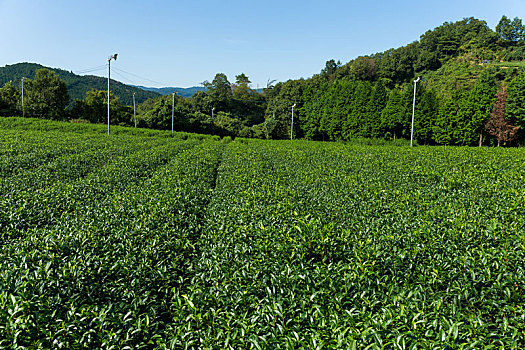 绿茶,草地