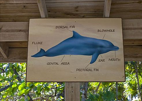 涂绘,海豚,木板,宽吻海豚