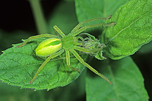 绿色,蜘蛛,雌性