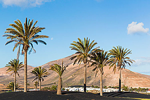 棕榈树,正面,火山,兰索罗特岛,加纳利群岛,西班牙