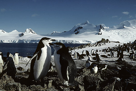南极,岛屿,帽带企鹅,生物群,背景