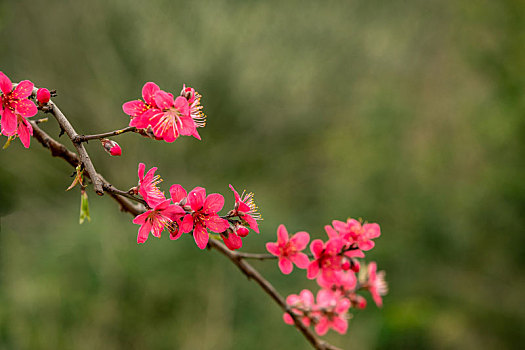 春天里盛开的桃花