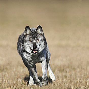 奔跑的狼正面图片