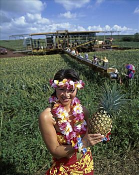 菠萝,种植园,瓦胡岛
