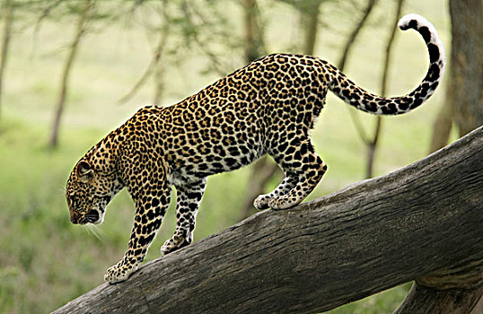 肯尼亚,纳库鲁湖国家公园,豹,走,枯木树干