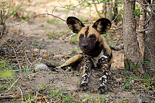 非洲野狗,非洲野犬属,成年,警惕,沙子,禁猎区,克鲁格国家公园,南非,非洲