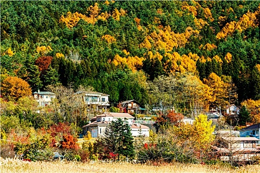 乡村,树林,秋季