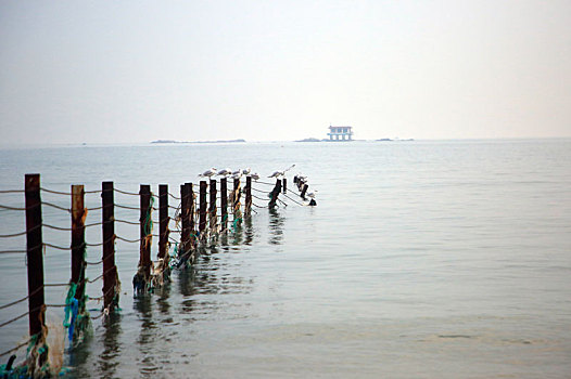 山东省日照市,太公岛海鸥翔集,早起的市民漫步海滩赏风景