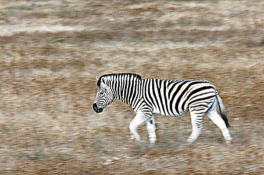 纳米比亚,埃托沙国家公园,斑马