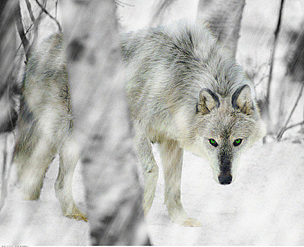 灰狼,冬天