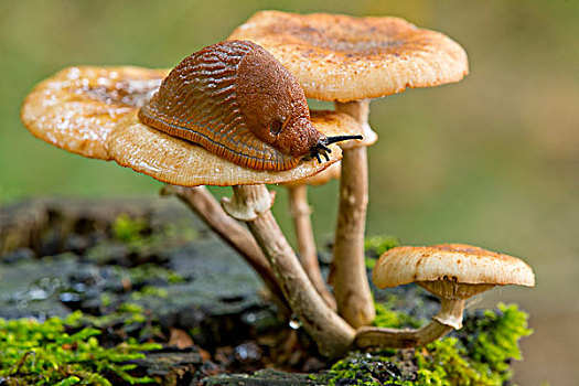 西班牙,蛞蝓属,阿勇蛞蝓科,暗色,蜂蜜,菌类,奥氏蜜环菌,下萨克森,德国,欧洲